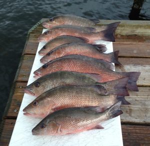 Big Mangrove Snappers Are Biting