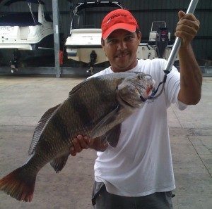 Black Drum